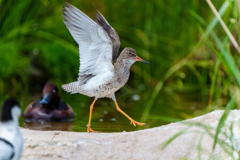 Bird with spread wings next to another bird at the water's edge, redshank, (Tringa totanus), France