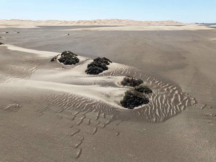 Small sand heaps form around the sparse vegetation in the Namib Desert. Aerial view. Drone shot.