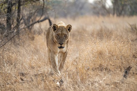 Looking into the camera, lioness on the prowl, Kruger National Park, South Africa