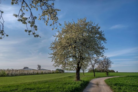 Old flowering cherry tree (Prunus avium), on the left a young, flowering cherry orchard, Franconia,