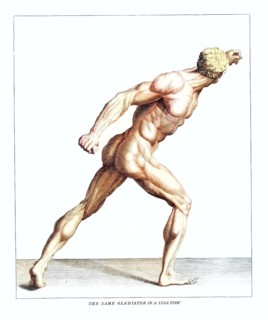Anatomy, symbolic, man, side view of the gladiator in the Villa Borghese, Rome, Italy, anatomical