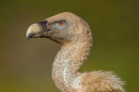 Griffon Vulture (Gyps fulvus), portrait, Castile and Leon, Spain