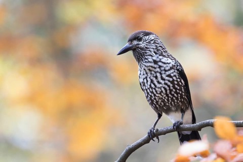 Nutcracker - Tannenhäher - Nucifraga caryocatactes ssp. caryocatactes, Germany, adult