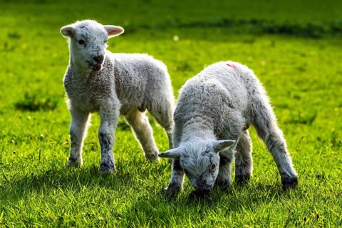 Sheep and farm in Lake District National Park, Coniston Water, Cumbria, England, United Kingdom