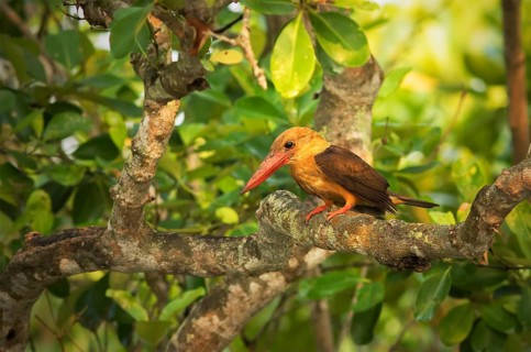 Brown-winged Kingfisher (Pelargopsis amauroptera) male perched on a branch, West Bengal, India