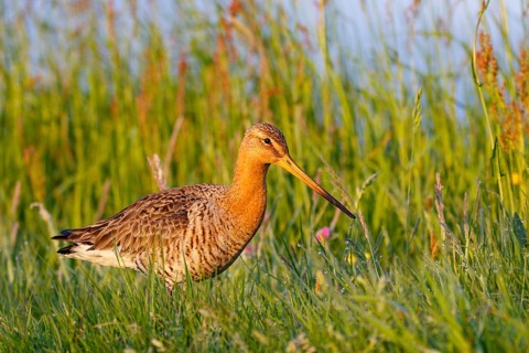 Black-tailed Godwit (Limosa limosa), Netherlands