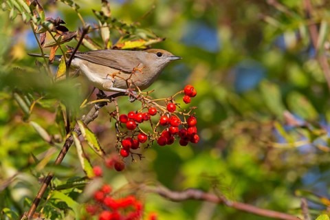 Mönchsgrasmücke, Blackcap, Sylvia atricapilla, Fauvette à tête noire, Curruca Capirotada