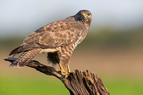 Mäusebussard, Common Buzzard, Buzzard, Eurasian Buzzard, Buteo buteo, Buse variable, Busardo