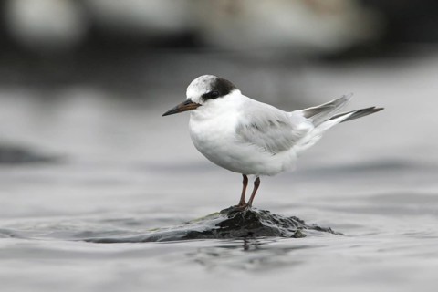 Little Tern (Sternula albifrons), Victoria, Australia