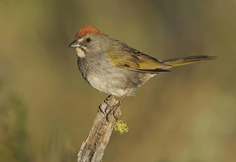 Green-tailed Towhee (Pipilo chlorurus), Oregon, USA