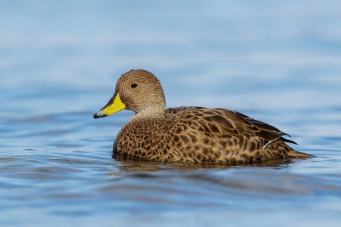 South Georgia Pintail (Anas georgica georgica) swimming in the ocean near South Georgia Island