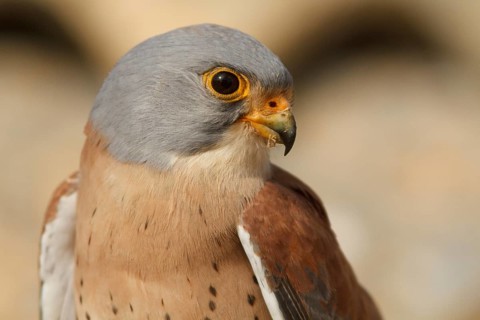 Lesser Kestrel (Falco naumanni), male portrait, Castile-La Mancha
