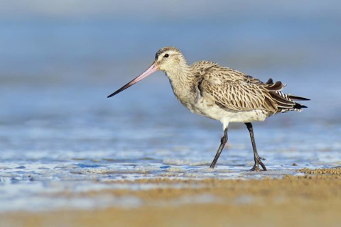 Bar-tailed Godwit (Limosa lapponica), Northern Territory, Australia
