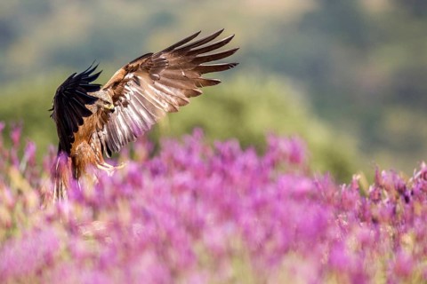 Black Kite (Milvus migrans), Madrid, Spain