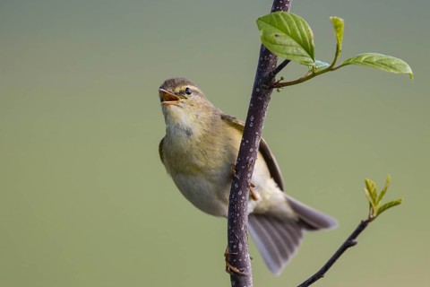 Willow Warbler (Phylloscopus trochilus) male singing from a branch, North-Rhine-Westphalia, Germany