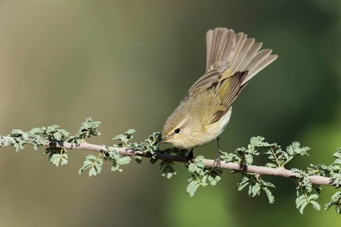 Common Chiffchaff (Phylloscopus collybita), Eilat, Israel