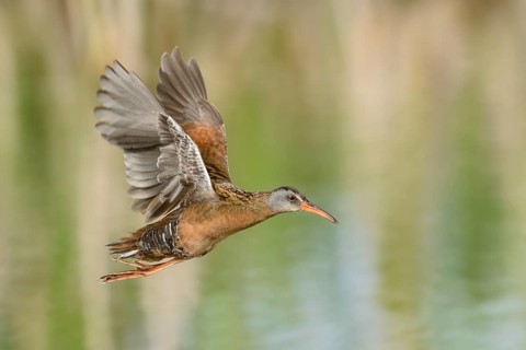 Virginia Rail (Rallus limicola) flying, British Columbia, Canada