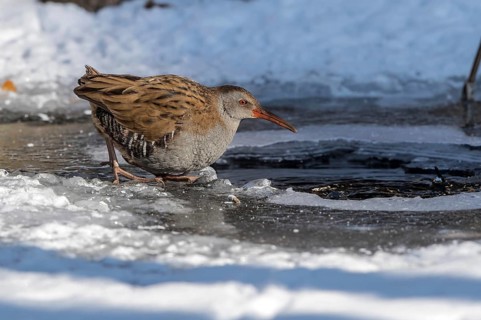 Water Rail (Rallus aquaticus) at an icehole, Mecklenburg-Western Pomerania, Germany