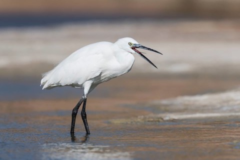 Little Egret (Egretta garzetta), Eilat, Israel
