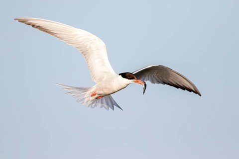 Common Tern (Sterna hirundo) flying with fish prey in beak, Danube Delta, Romania