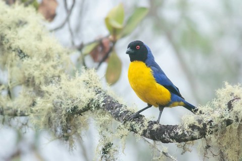 Hooded Mountain Tanager (Buthraupis montana), Cusco, Peru