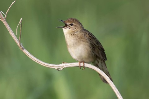 Common Grasshopper Warbler (Locustella naevia) singing, Brandenburg, Germany