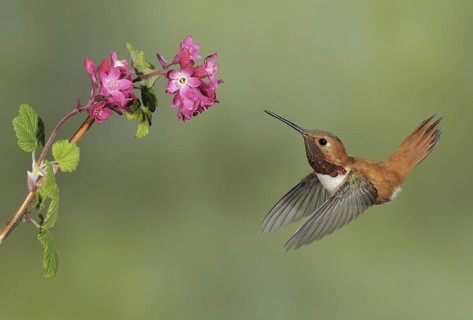 Rufous Hummingbird (Selasphorus rufus) male, British Columbia, Canada