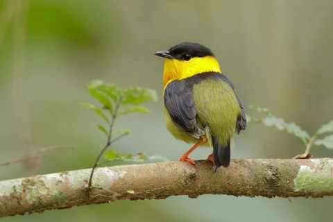 Golden-collared Manakin (Manacus vitellinus) male, Torti, Panama