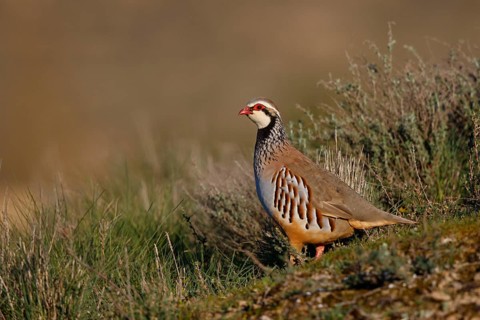 Red-legged Partridge (Alectoris rufa), Spain