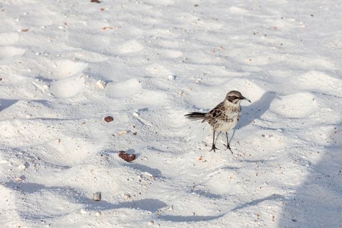 Galápagos mockingbird (Mimus parvulus, syn.: Nesomimus parvulus), Galapagos, Ecuador