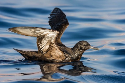 Sooty Shearwater (Ardenna grisea), Eilat, Israel