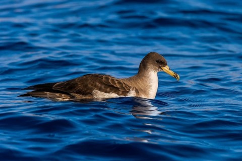 Cory's Shearwater (Calonectris borealis), Eilat, Israel