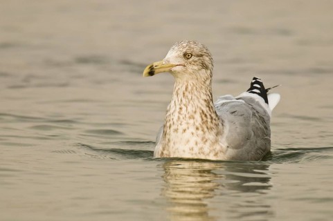 American Herring Gull (Larus smithsonianus), New Jersey, USA