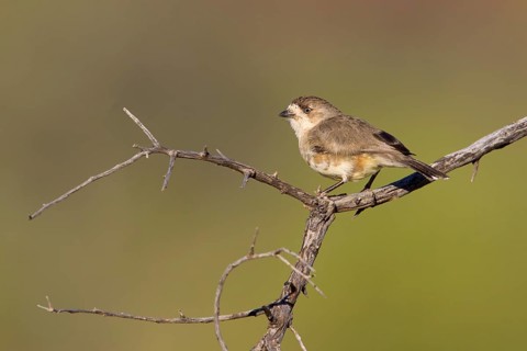 Southern Whiteface (Aphelocephala leucopsis), New South Wales, Australia