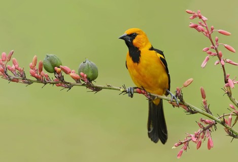 Altamira Oriole (Icterus gularis), Texas, USA