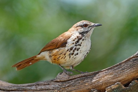 Spotted Palm Thrush (Cichladusa guttata), Lake Baringo, Kenya