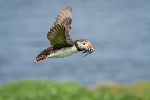 Atlantic Puffin (Fratercula arctica) in flight with sandeels in bill, Farne Islands, United Kingdom