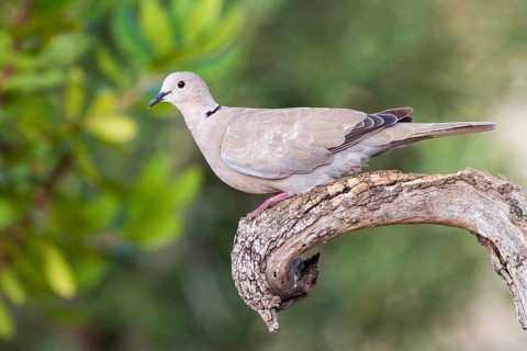 Eurasian Collared Dove (Streptopelia decaocto), Alicante, Spain