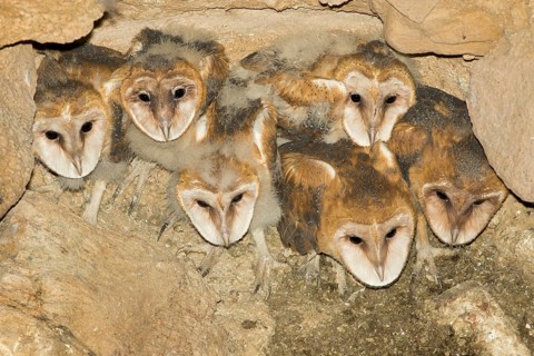Barn Owl Tyto alba Tucson, Pima County, Arizona, United States 15 May 2017 Immatures on nest in