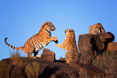 Bengal Tiger (Panthera tigris) three fighting adult, captive, Philippolis, South Africa