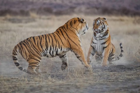Bengal Tiger (Panthera tigris) two females fighting, captive, Philippolis, South Africa