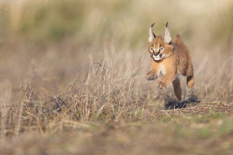 Caracal (Caracal caracal) cub running and jumping, Castile-La Mancha, Spain