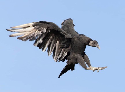 Black Vulture (Coragyps atratus) flying, Florida, USA
