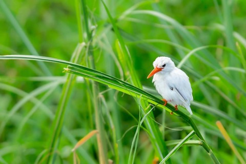 Malachite Kingfisher (Corythornis cristatus) leucistic, Lake Mburo National Park, Uganda