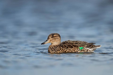 Eurasian Teal (Anas crecca) male, North Rhine-Westphalia, Germany