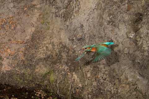 Common Kingfisher (Alcedo atthis) female taking flight from nest hole, Lower Saxony, Germany