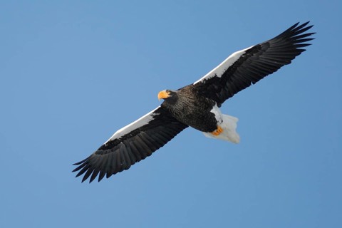 Steller's Sea Eagle (Haliaeetus pelagicus) flying, Hokkaido, Japan