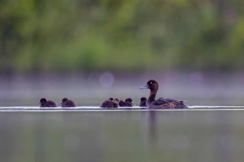 Tufted Duck (Aythya fuligula) female with chicks, North Rhine-Westphalia, Germany