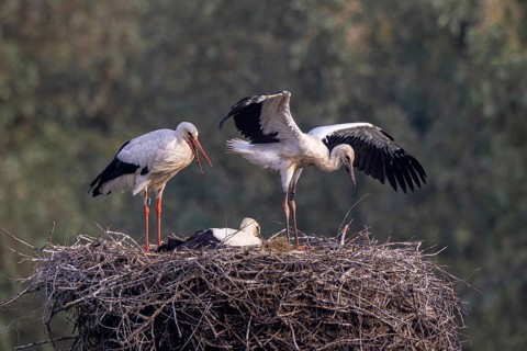 White Stork (Ciconia ciconia) adult with juveniles in nest, Netherlands