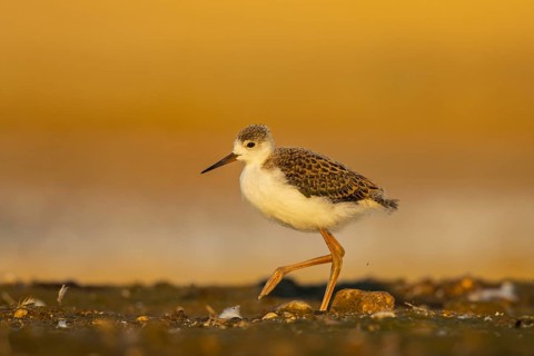 Black-winged Stilt (Himantopus himantopus) juvenile foraging, North Rhine-Westphalia, Germany
